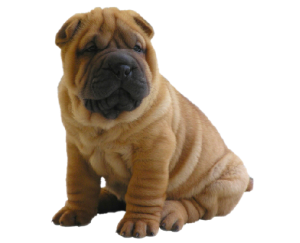 a cute shar pei puppy